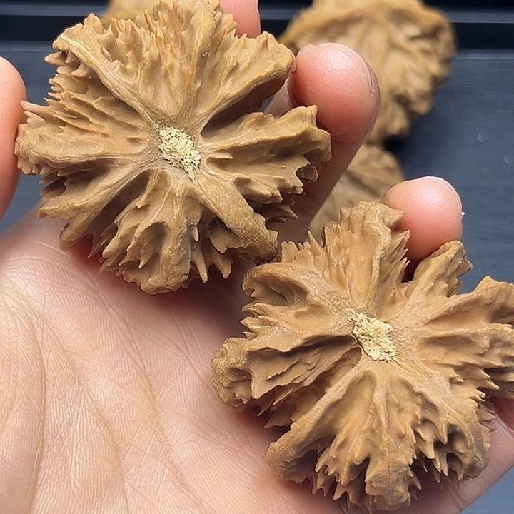 核桃秦岭突突突突突