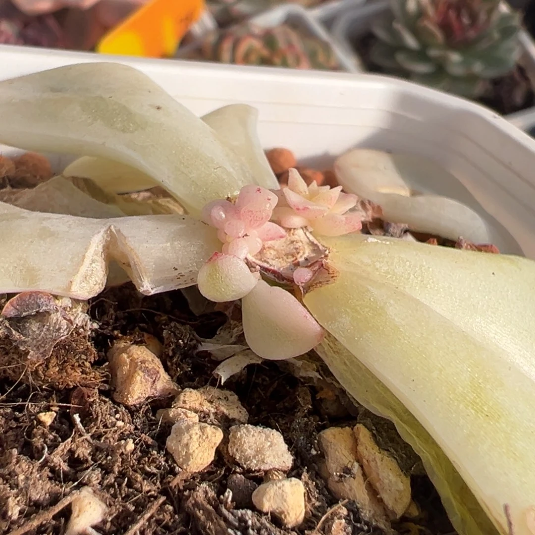 那***光水锦玫瑰锦，覆轮锦侧头预定第一