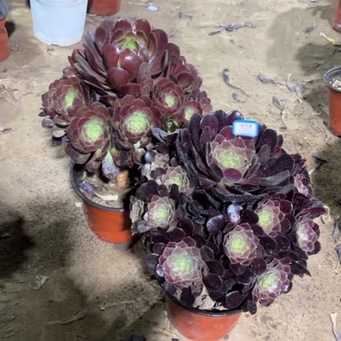 979多肉植物组合