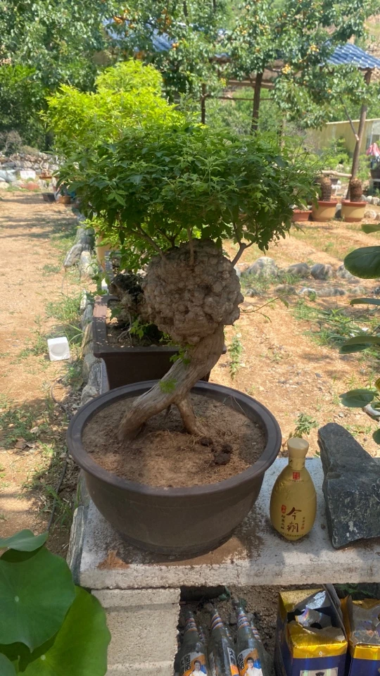 发货后退货直接拉黑）黄荆绿植盆景老桩（直播间一物一拍）
