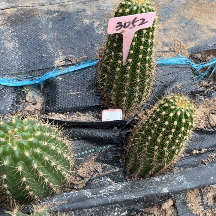 火焰魔术微瑕3052号