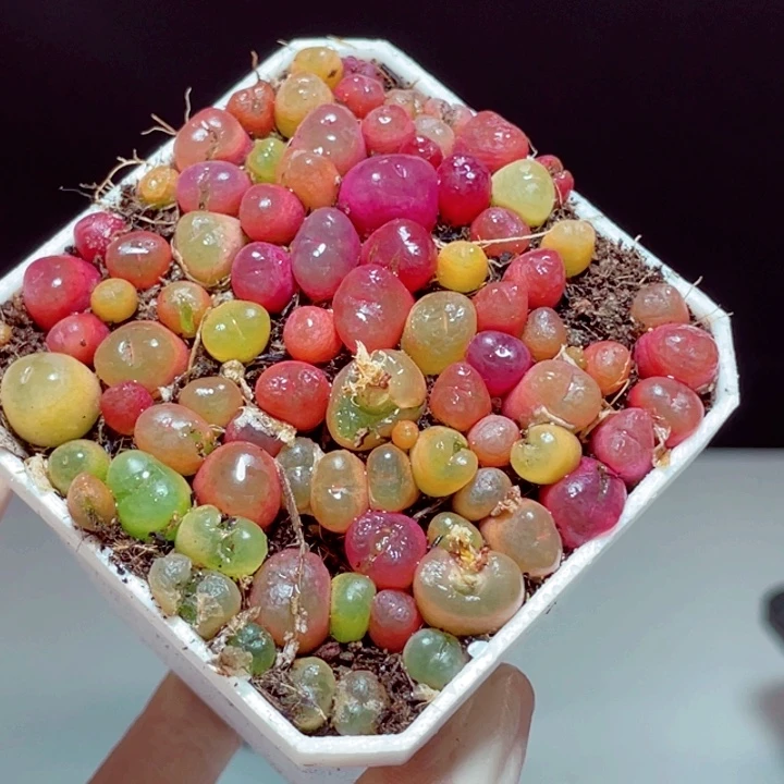 毛毛样品1颗带盆发货1