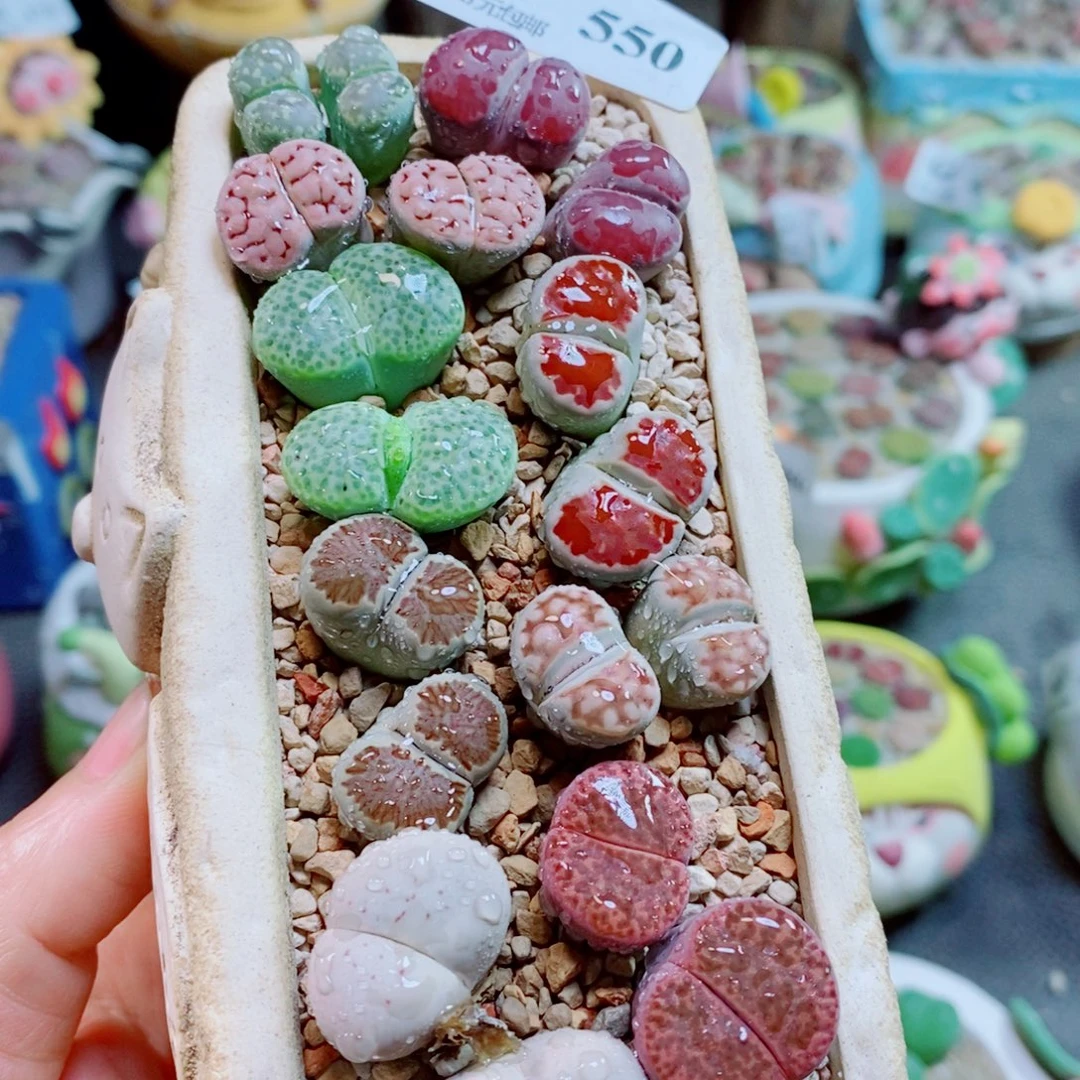 生石花花花哈哈哈哈哈哈550
