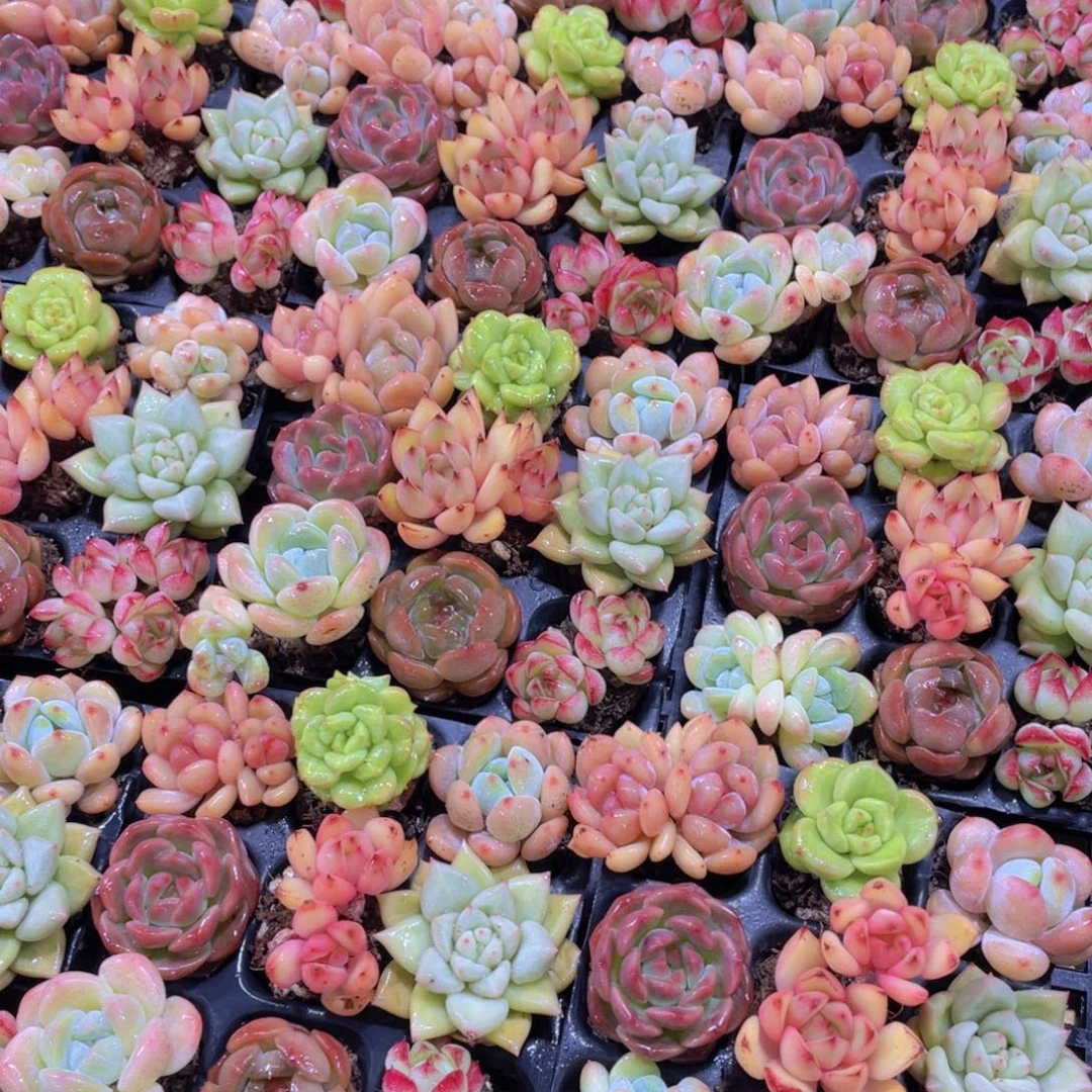 量拍 63号 全状态小可爱美肉九个