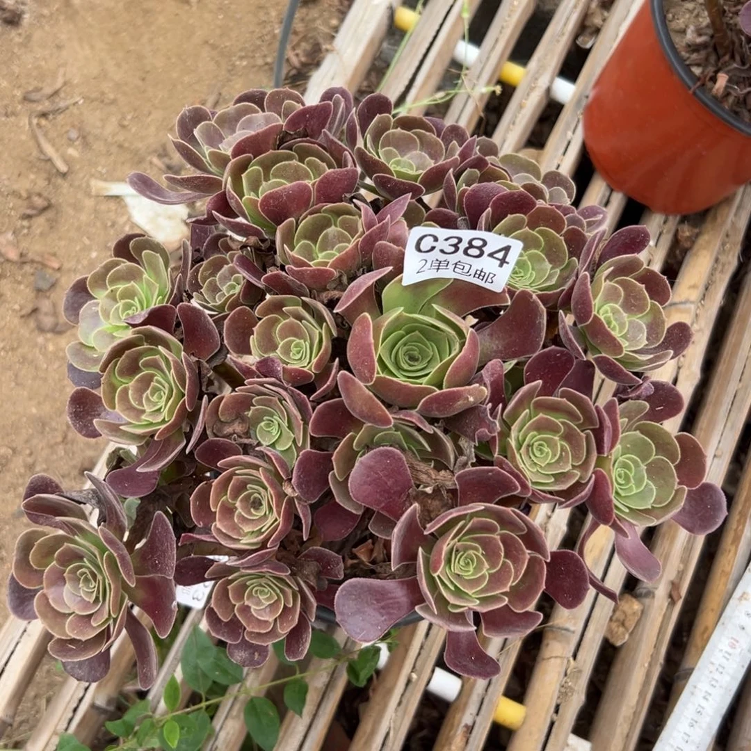 384多肉   欧紫 不包断头