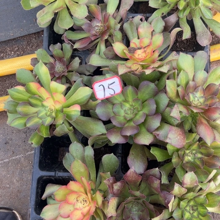 多肉植物75不售后