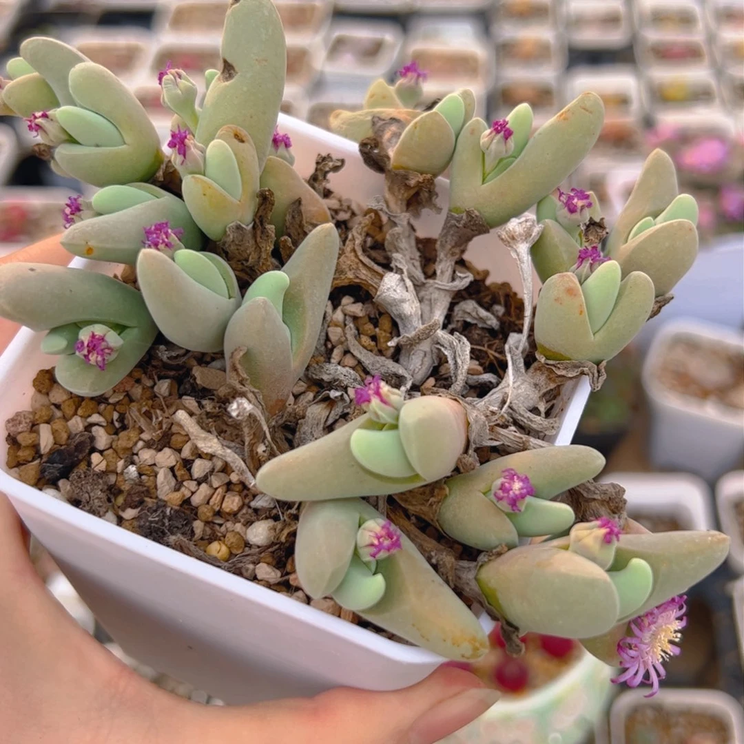 大鲨鱼多肉植物百科