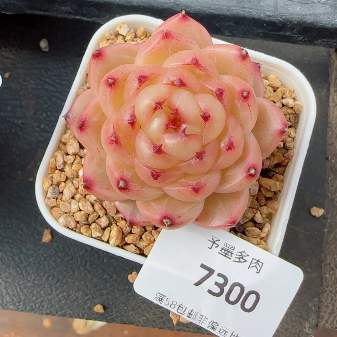 望春风，7300多肉植物