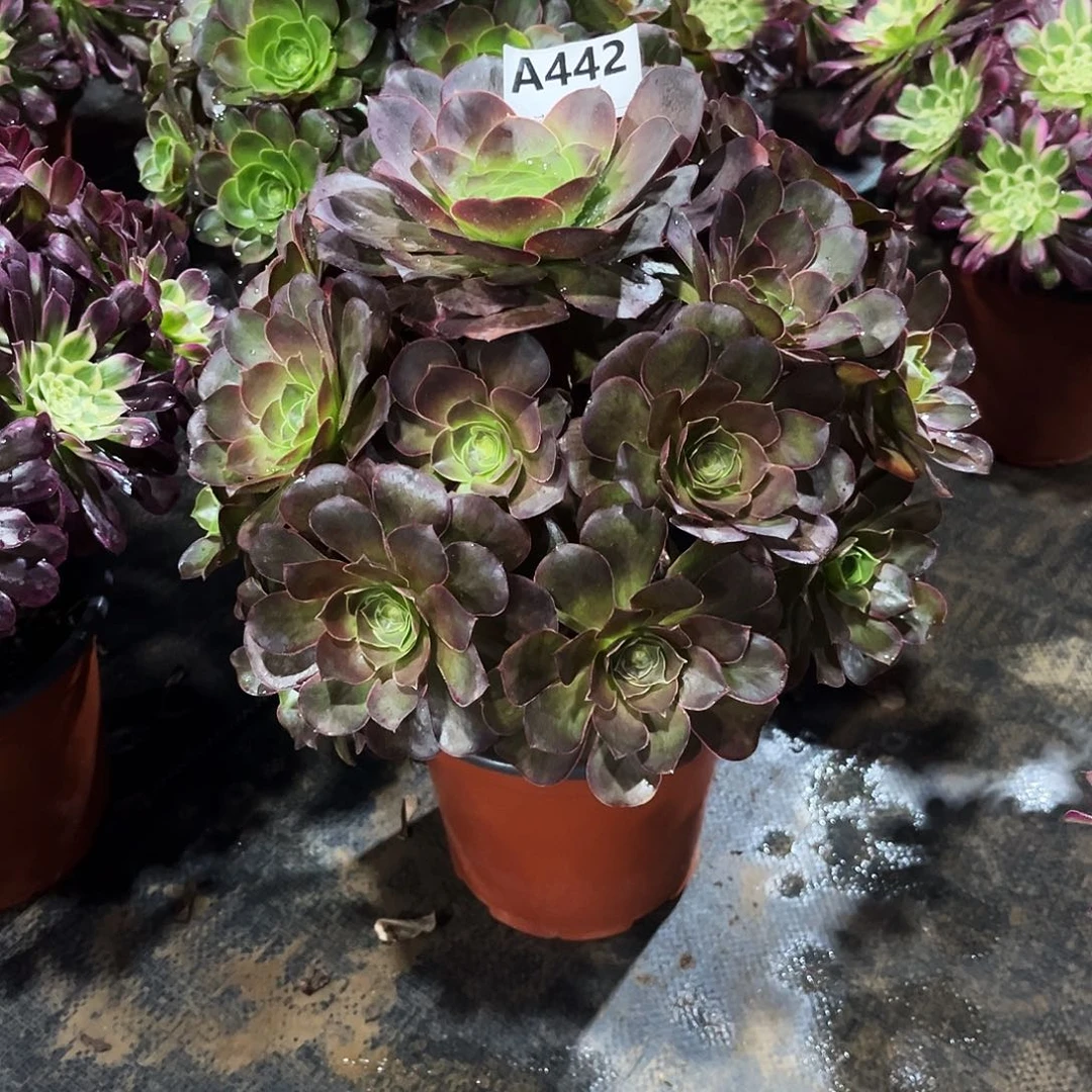 多肉植物媚金玫瑰442多肉