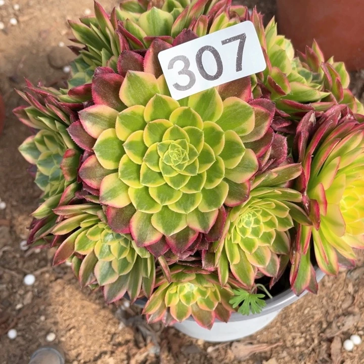 307多肉植物朝霞