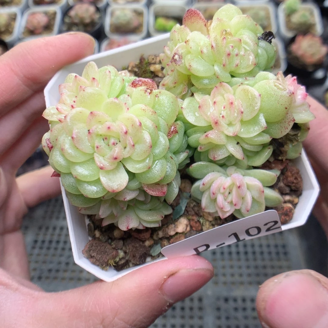 R102y y y y y y y y y y y y