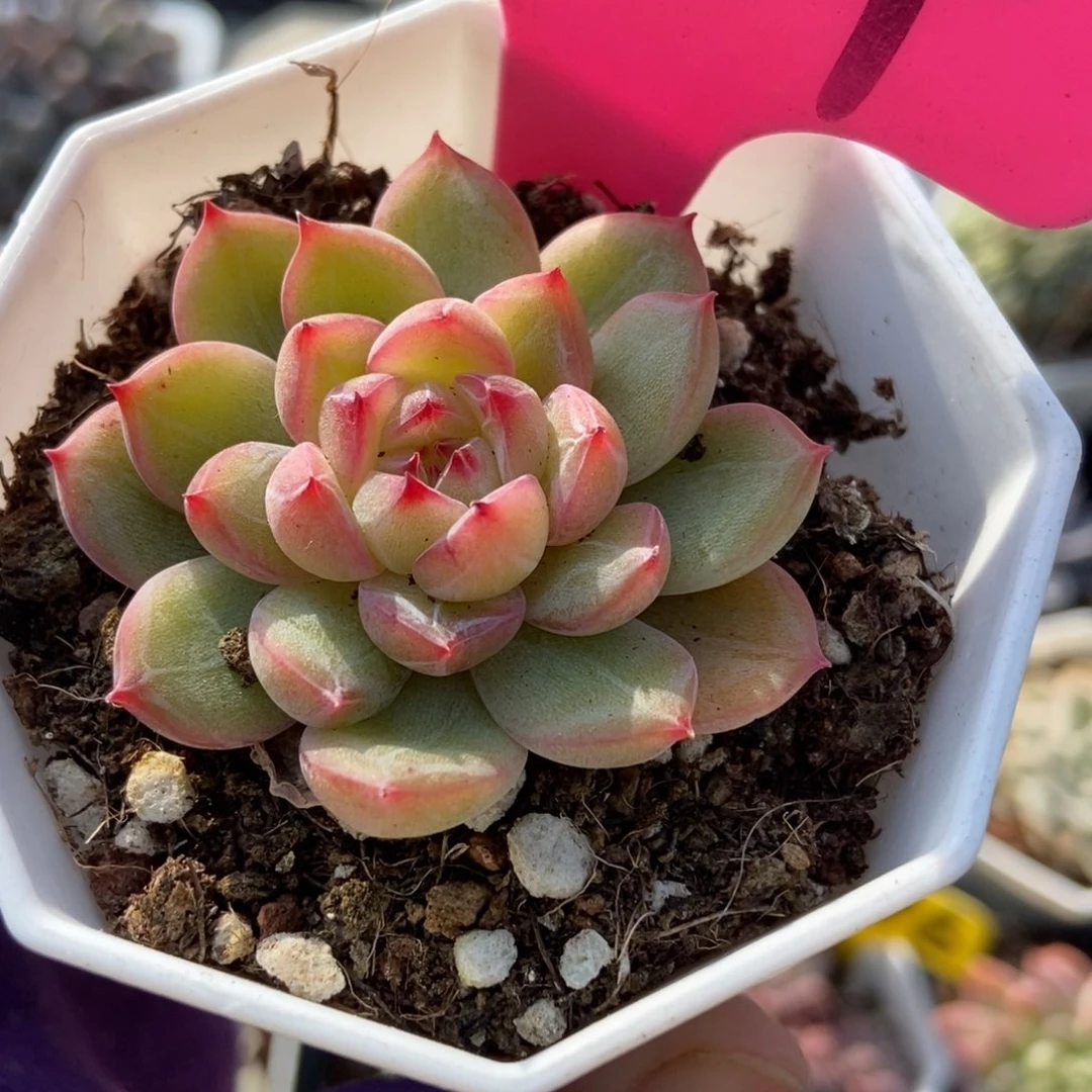 104雪花珍妮多肉植物