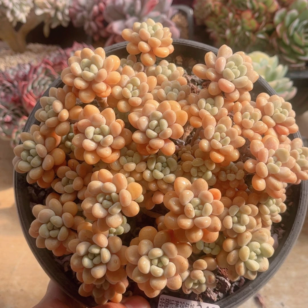 249达芙妮德华多肉