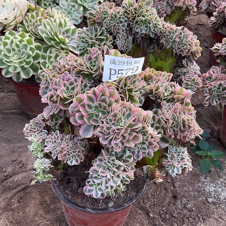 579粉女巫坠多肉植物