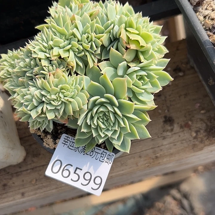 幸运儿是一位非常优秀且