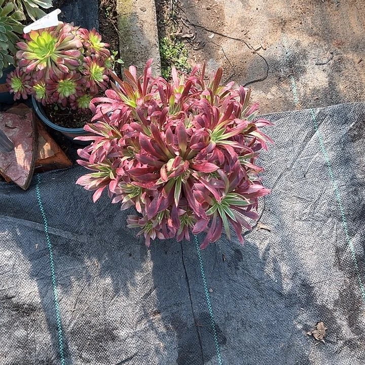 0450凤凰超白多肉植物