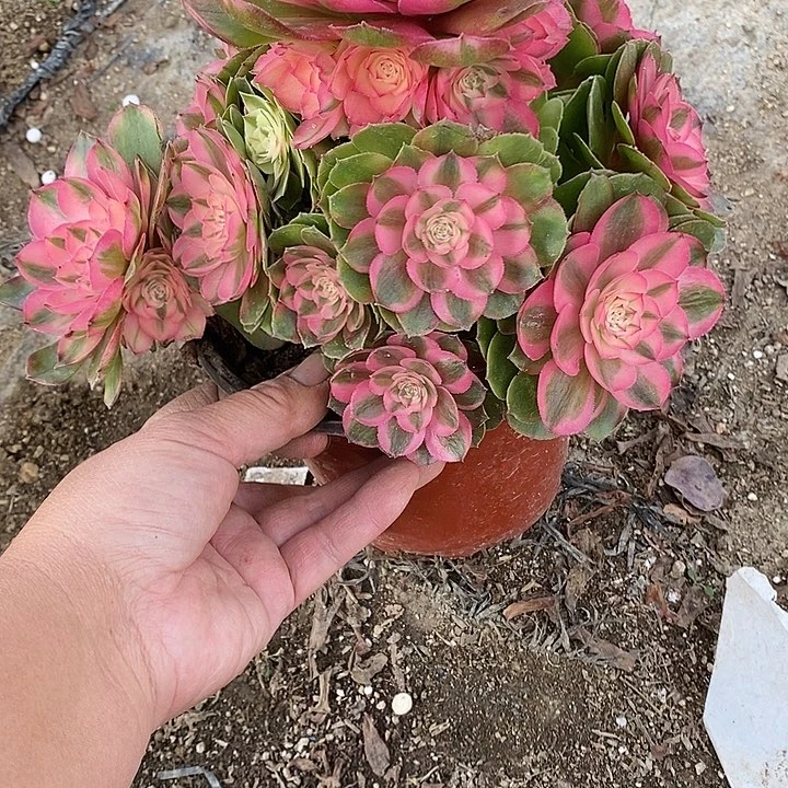 多肉植物荔枝336多肉