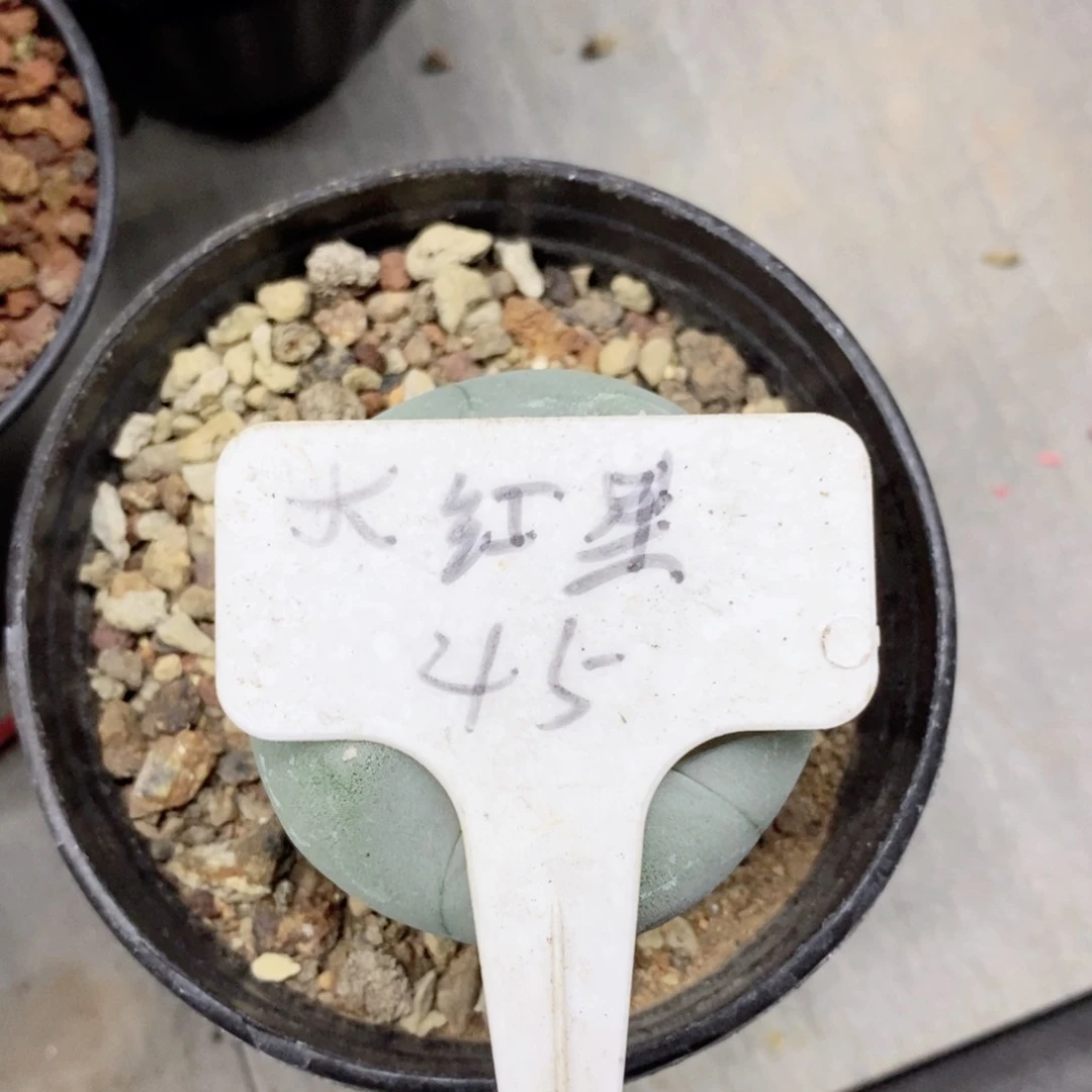 西***。仙人球的世界里有