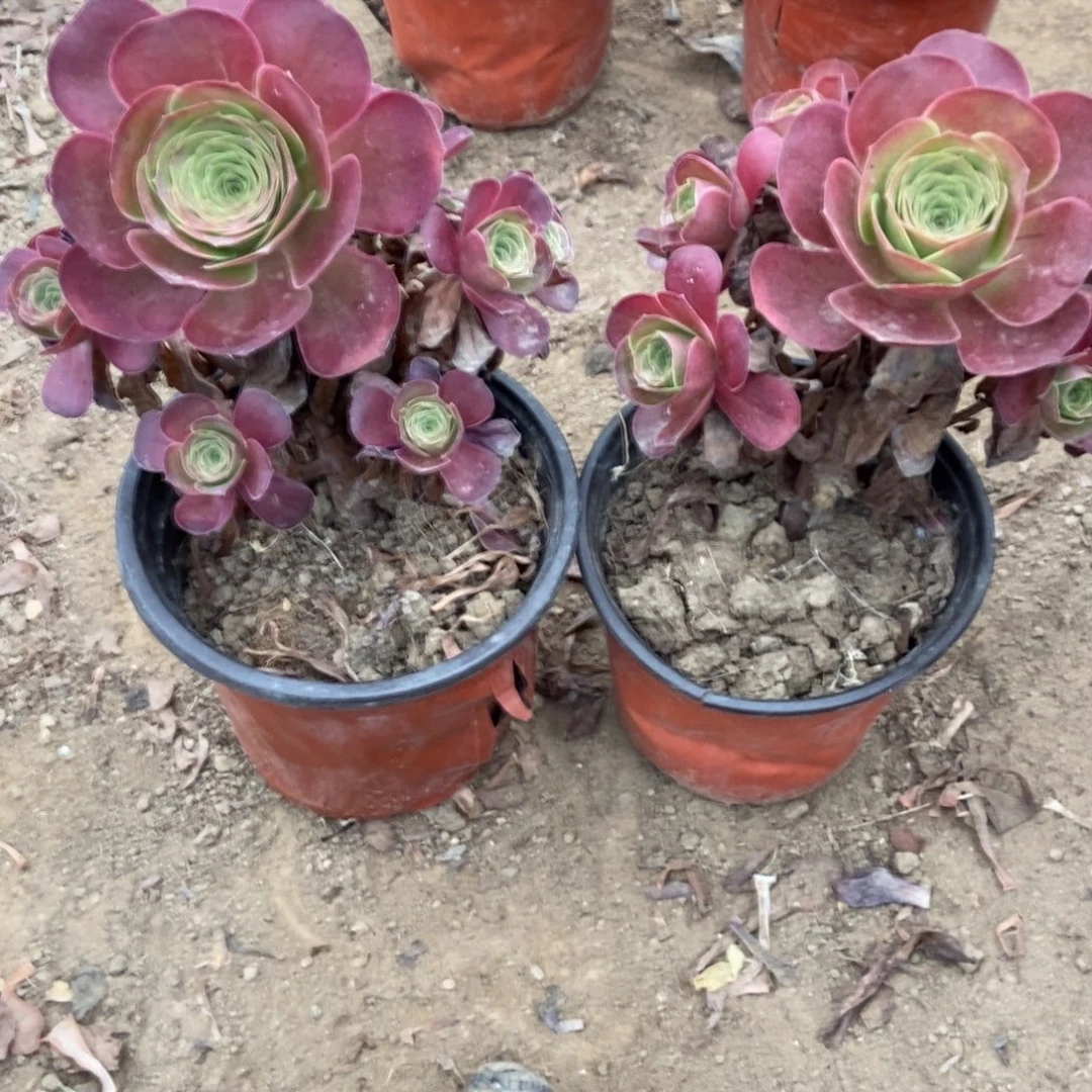 无花朵47号链接两趟北京玫瑰