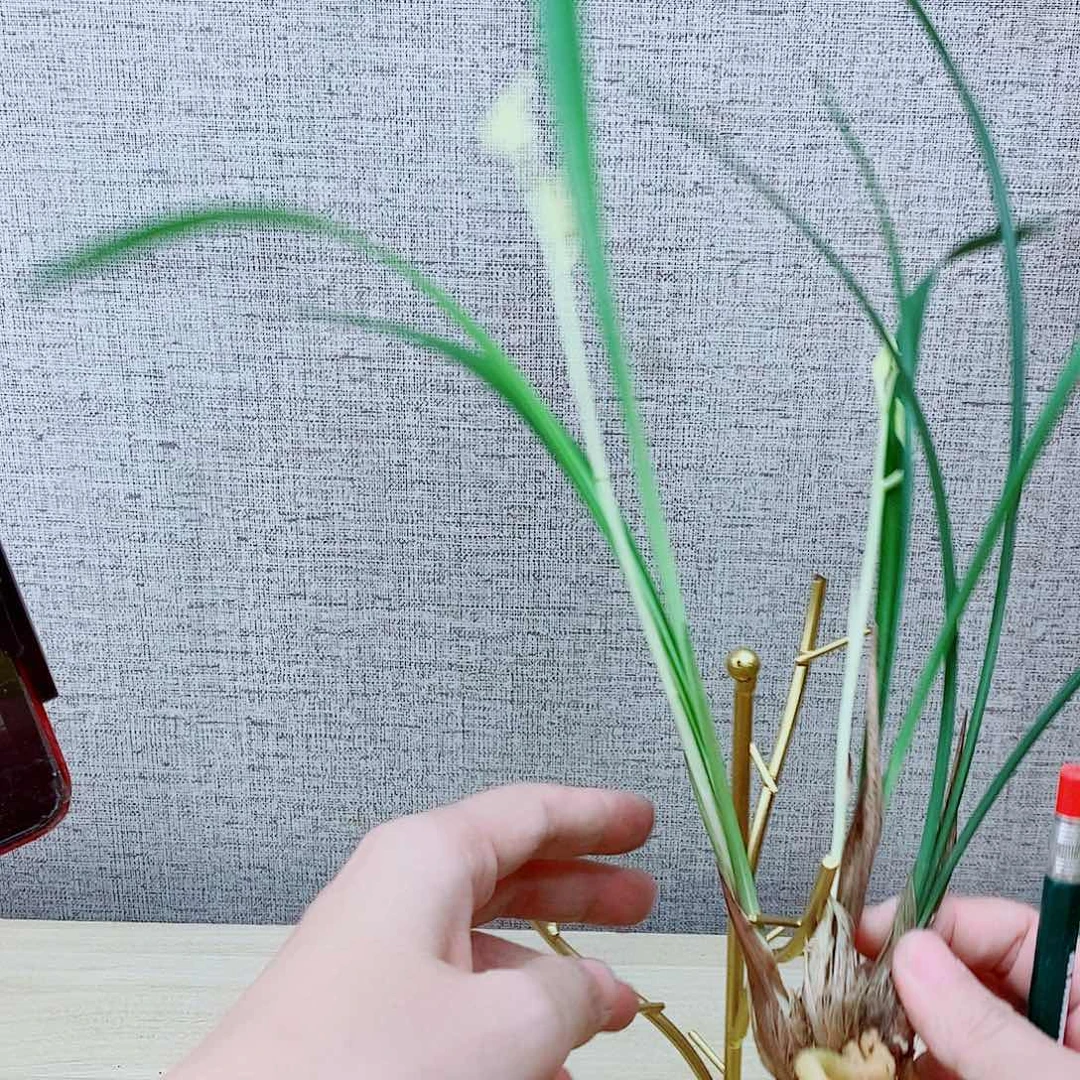 当前无花栽培后可以开花雪