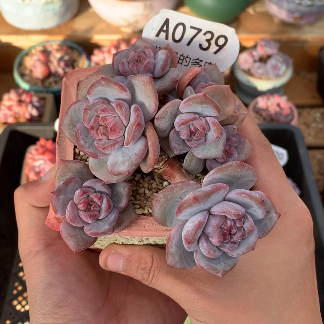 A0739 突尼斯小树 有砍 12cm