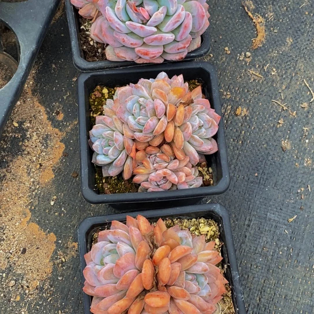 小****i526多肉植物保护研究所所长