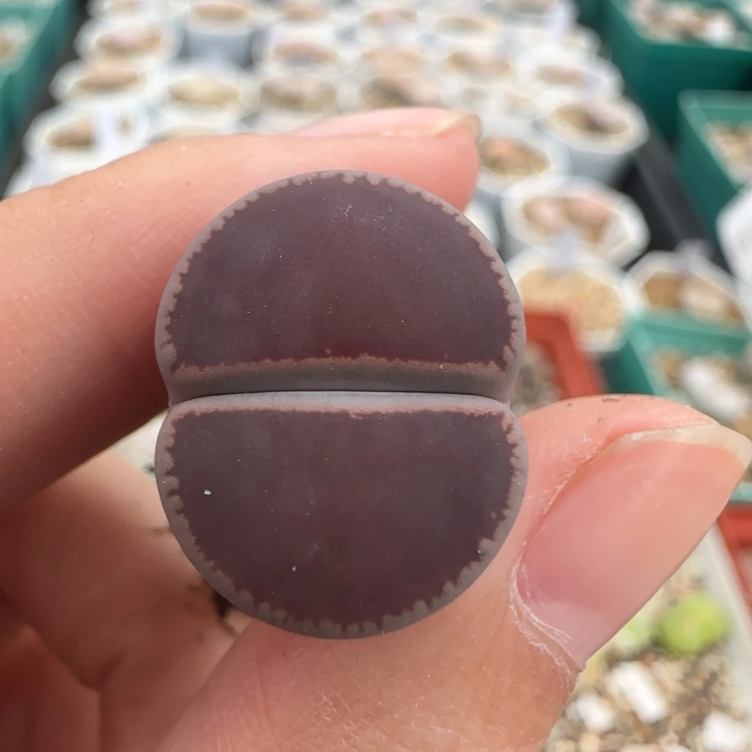 10.30 母本比Ko 8051