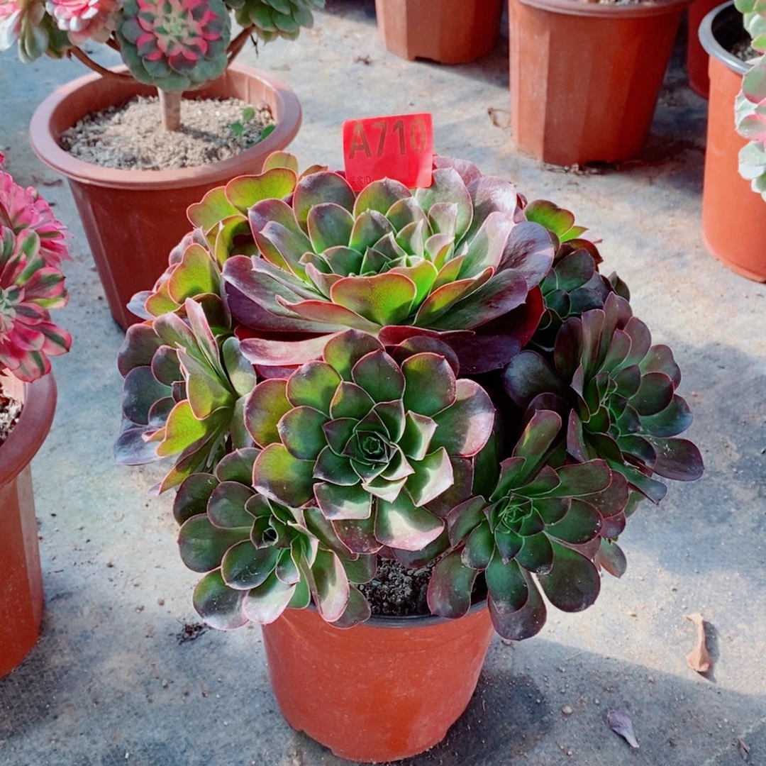 美金玫瑰710多肉11111