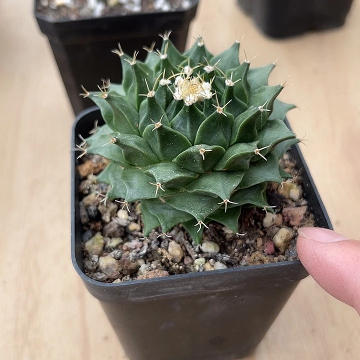 无花朵实生帝冠四大名球之一