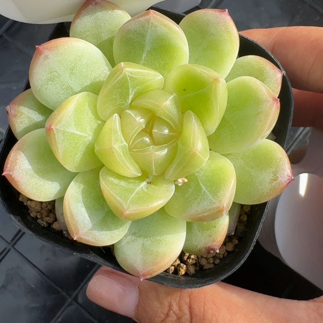 0905-064-30实生单头