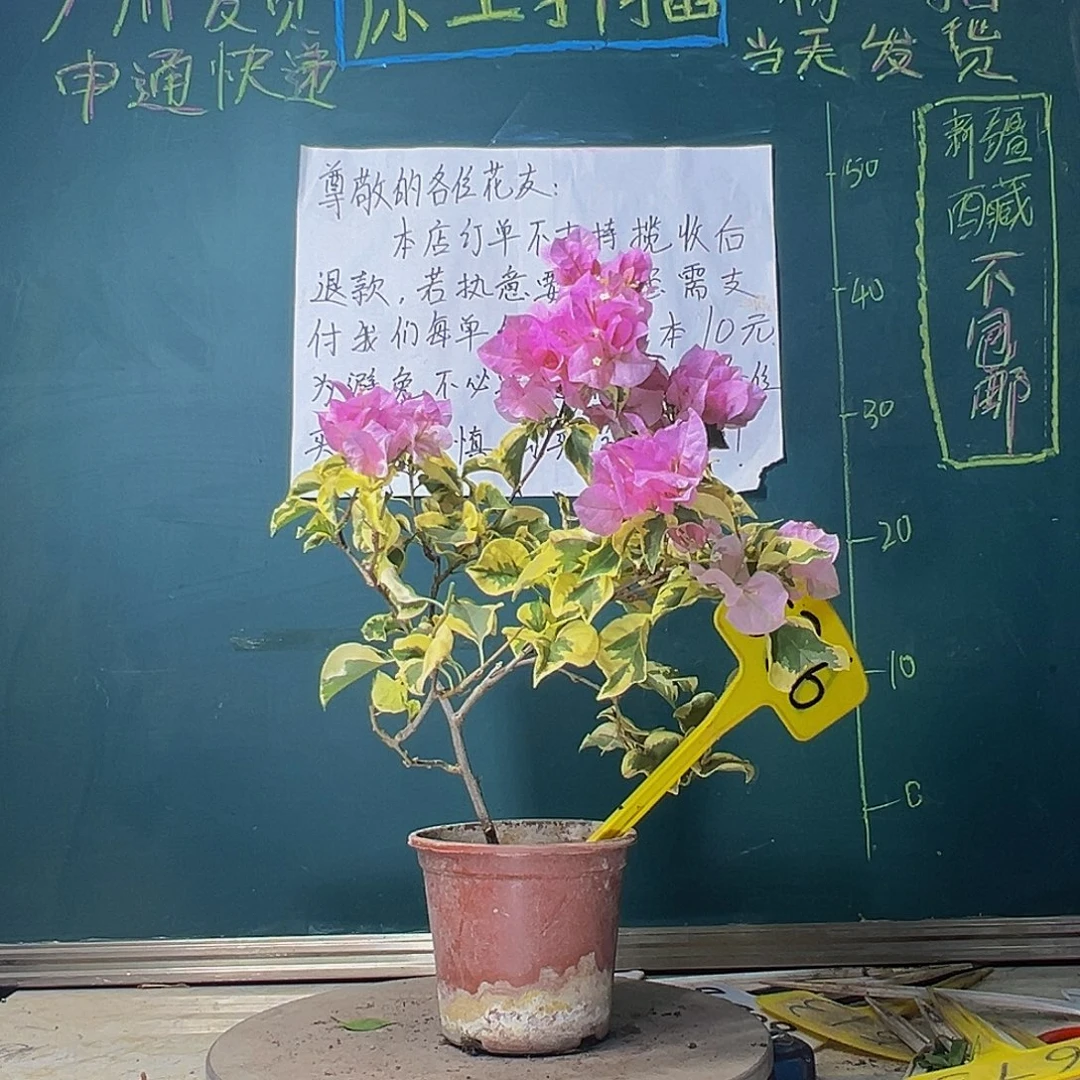 当前无花栽培后可以开花中国丽人536