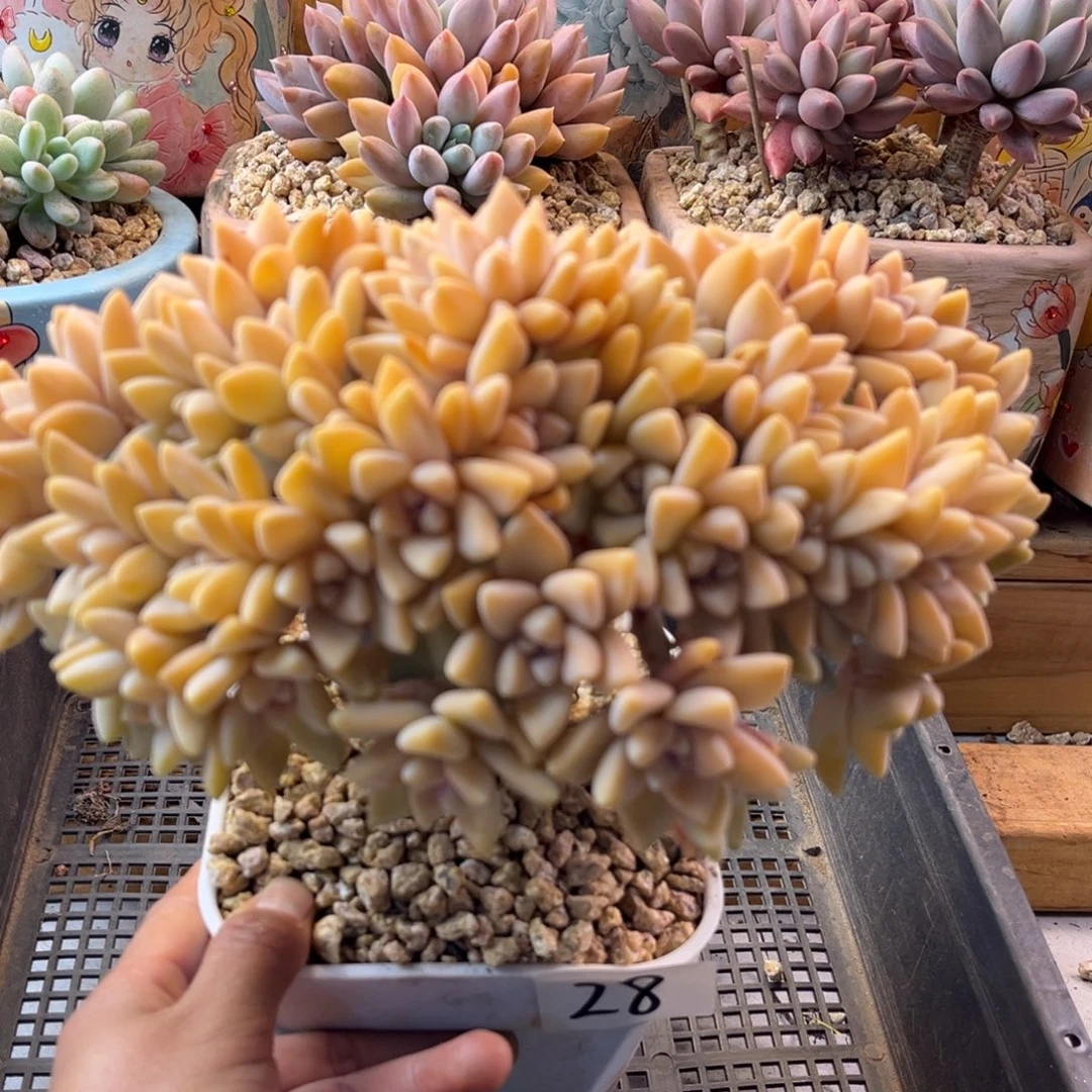 13.24-28淡雪缀化