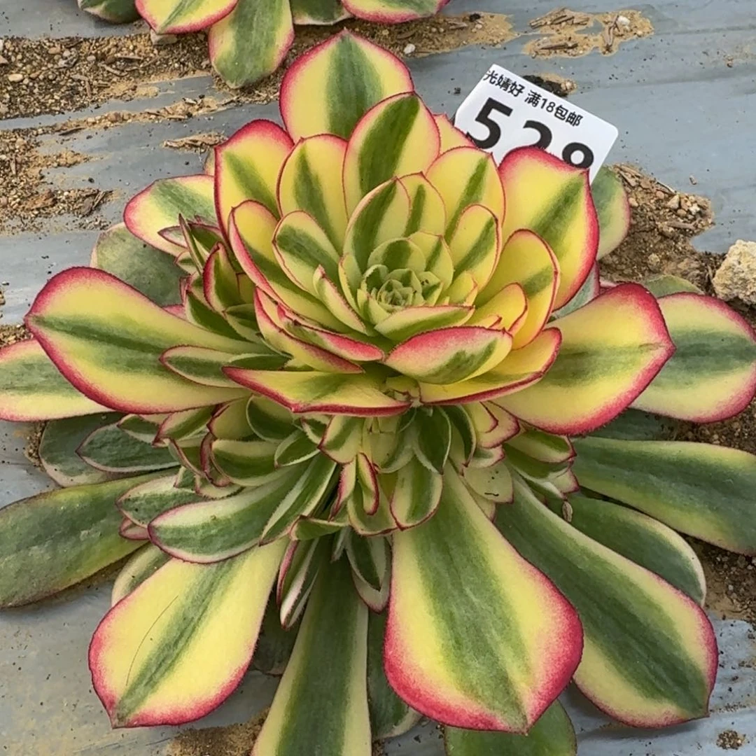 528荔枝多肉植物