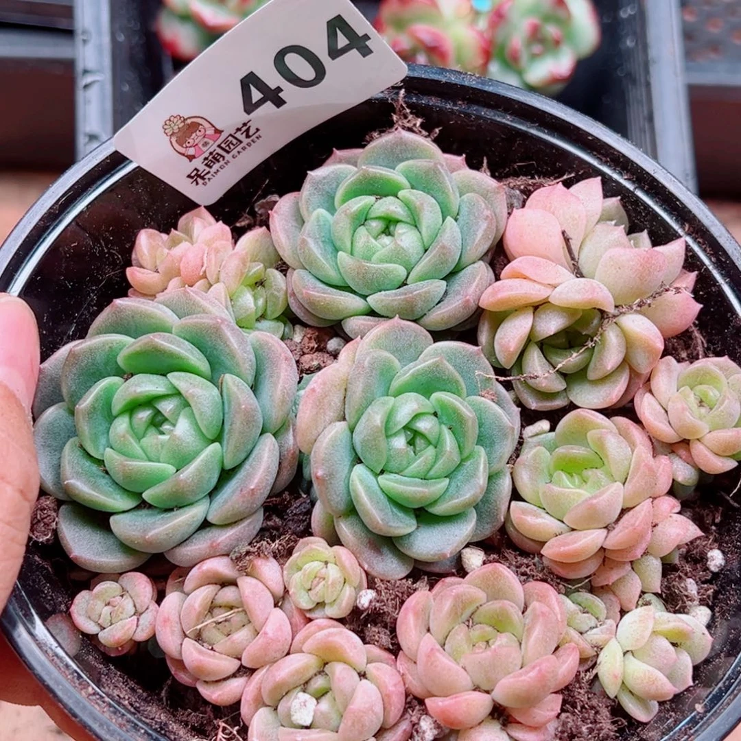 多肉植物多肉植物