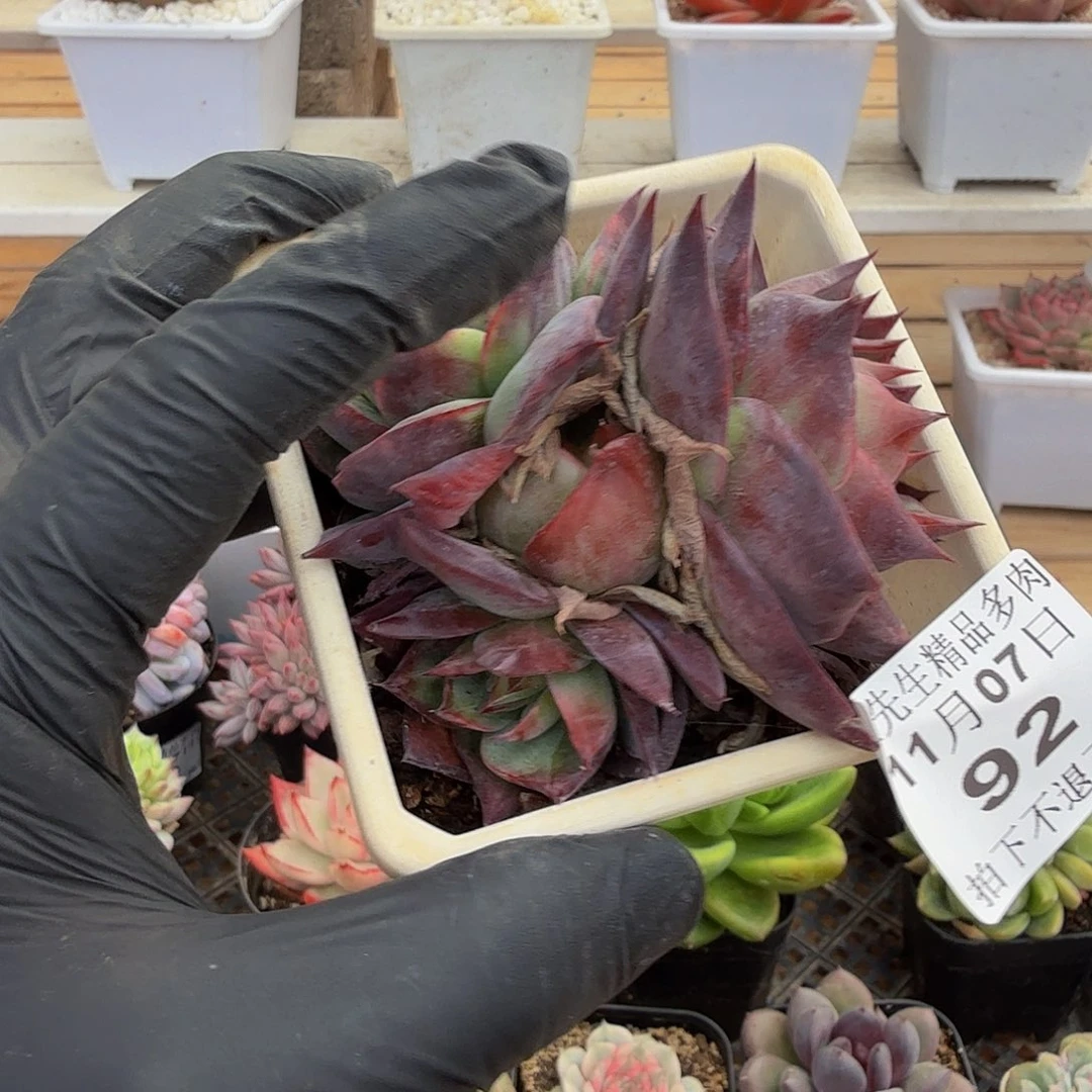 1107-92惊鸿仙子群