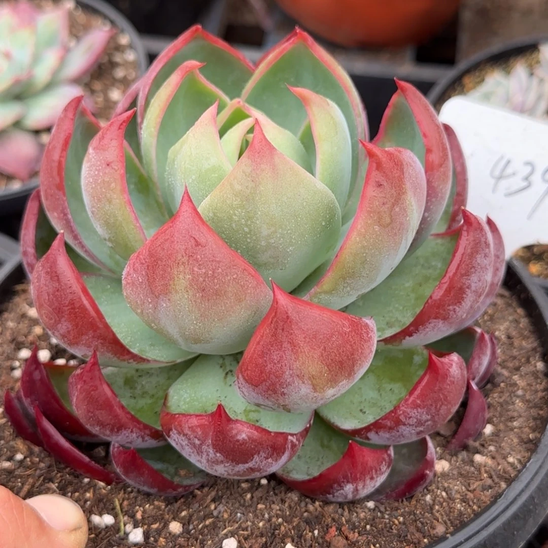 惊鸿一物一拍包装收缩花旱439