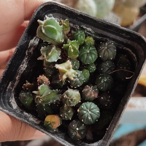 当前无花栽培后可以开花184仙人球