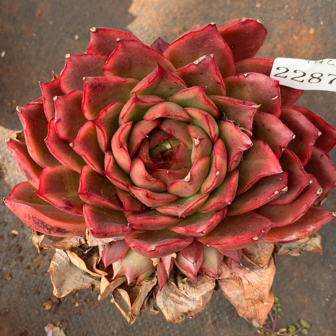 2287杂交精品基地13厘米