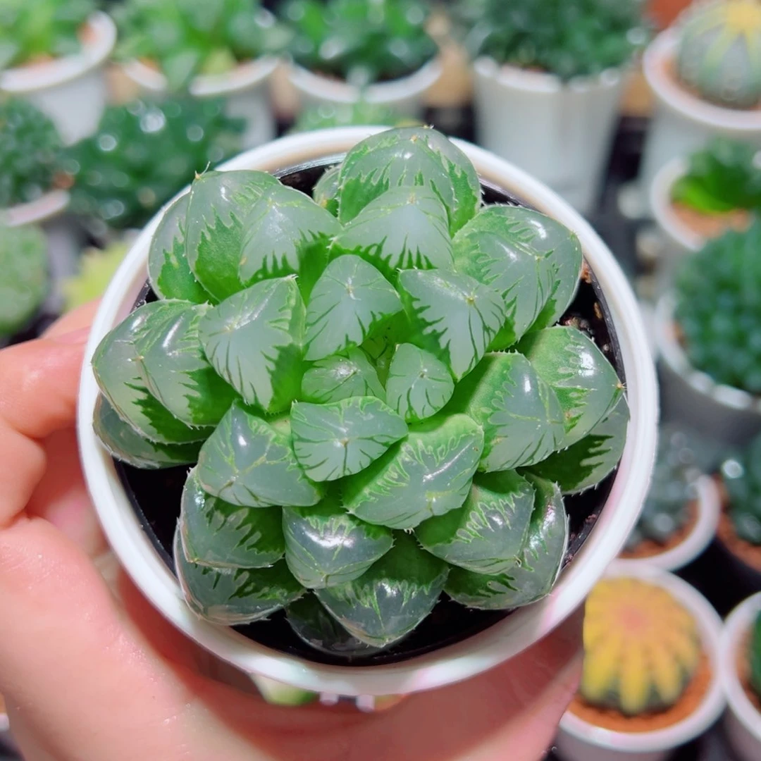 绿玻璃多肉多肉多肉多肉