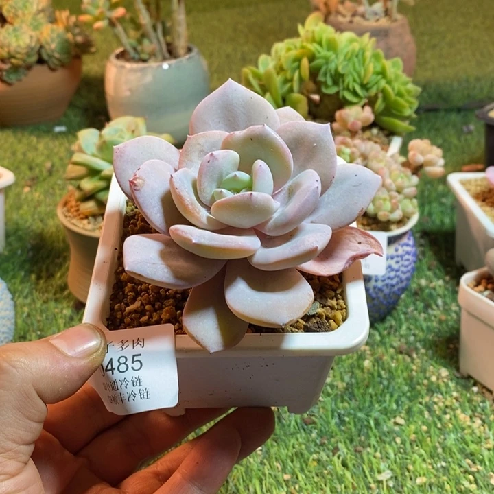 0485啊啊啊啊啊啊啊啊啊啊啊啊