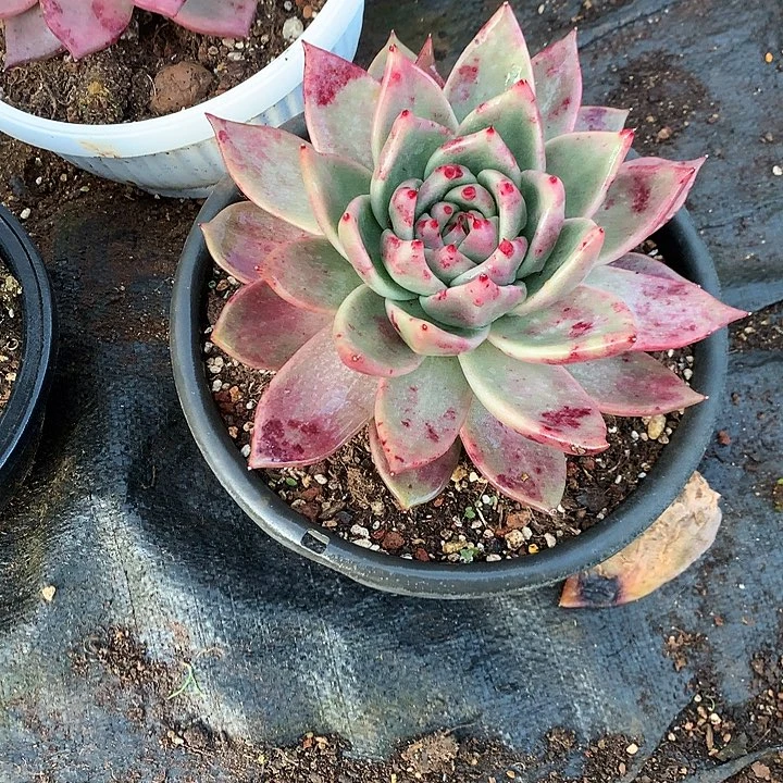 美肉特价活动开始啦