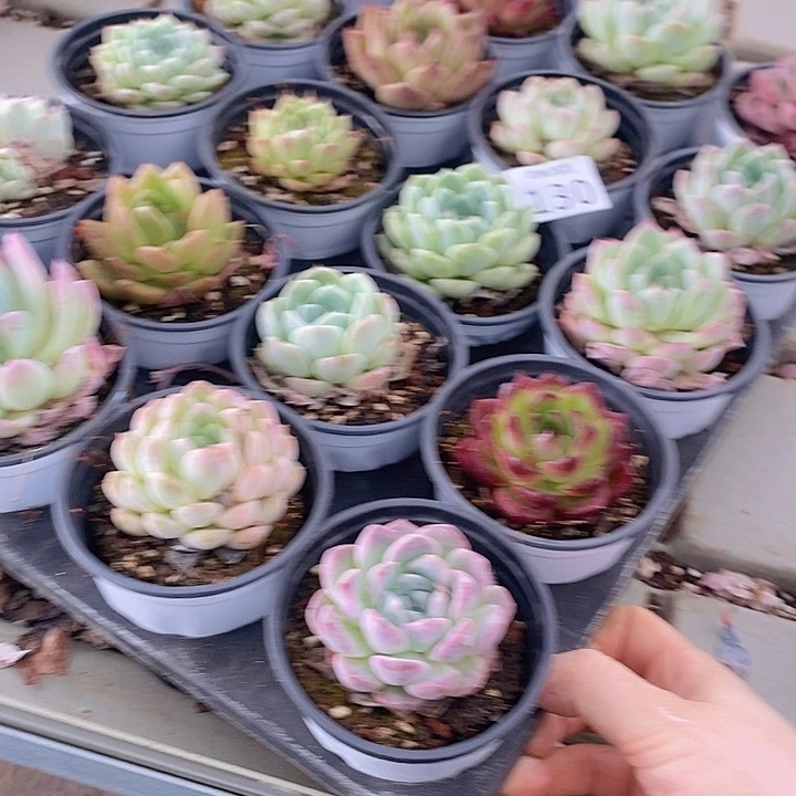 130 多肉植物盆栽花卉