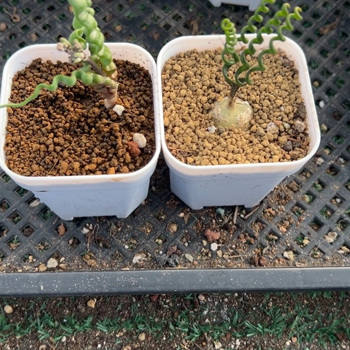 海带➕钢丝，一物一拍，带盆