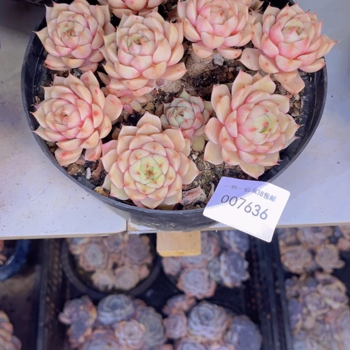 *****多肉一物一拍7636