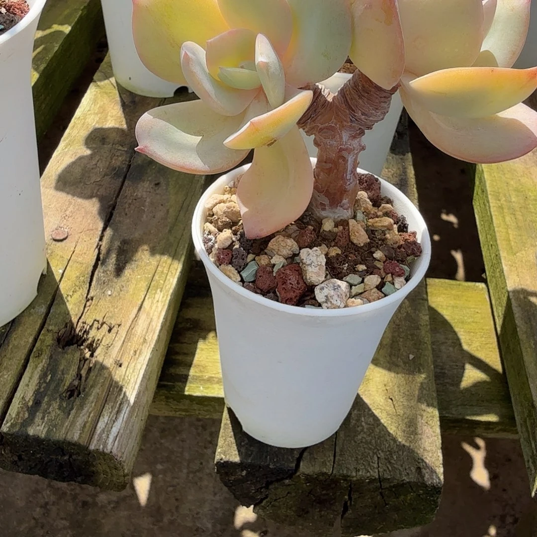 M***紅白凤多肉植物一颗