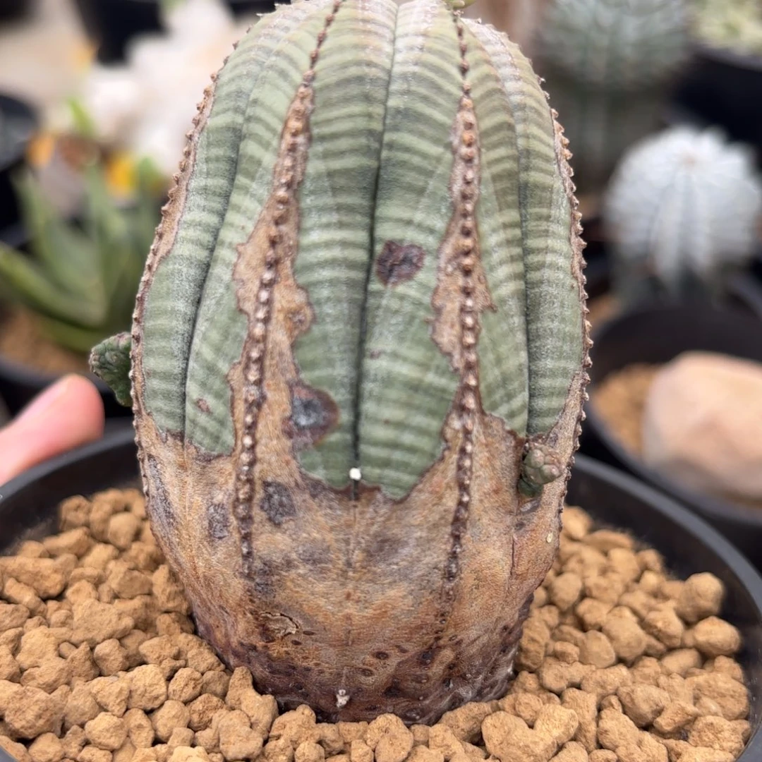 完全开放欧系布纹球g