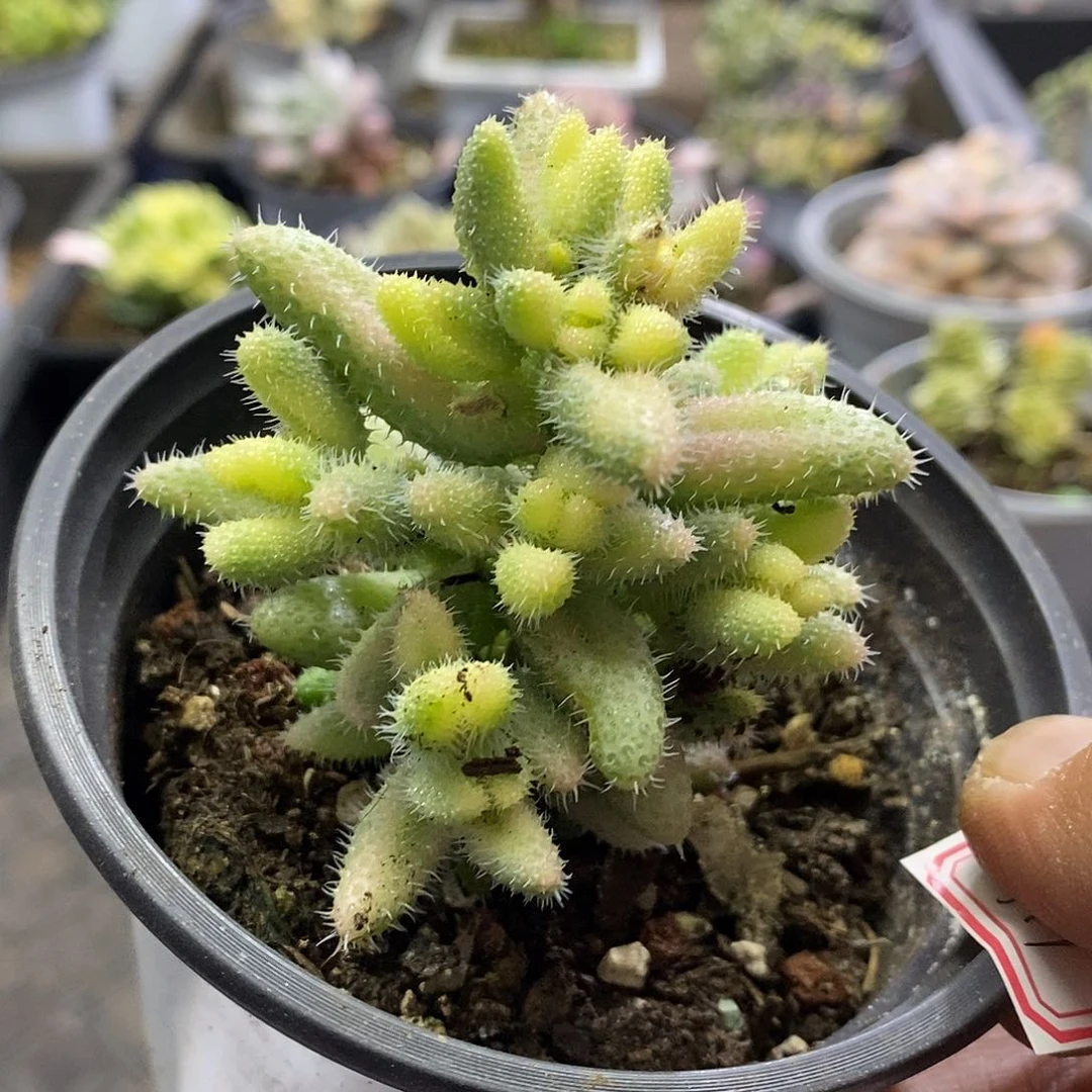 0511雷神锦多肉植物