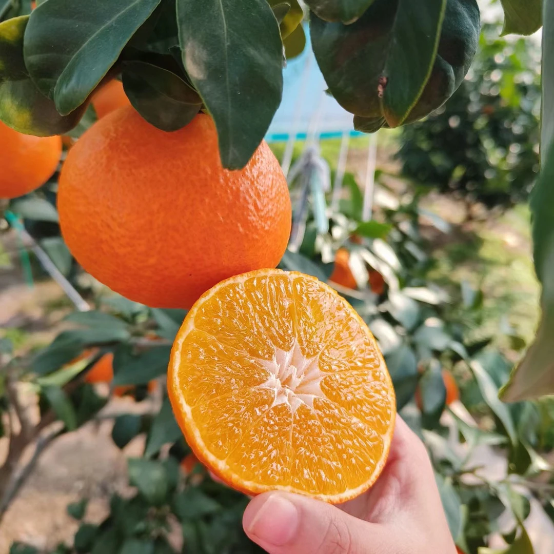 【红美人柑橘】早熟橘子爱媛28 大果爆汁品种南北方盆栽地栽果树苗