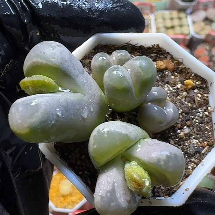 生石花3:：。在。  35号