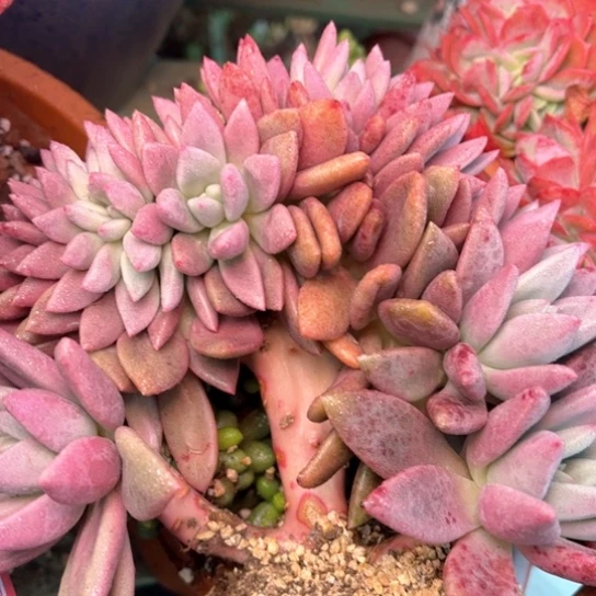 以*多肉植物的植物